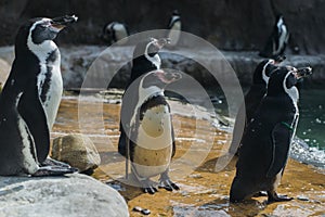 A group of penguin looking right