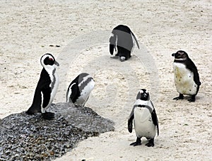 Group of penguins