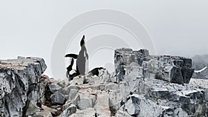 Group of penguins are flapping their wings on the rocky coast of the Antarctic peninsula at cloudy weather