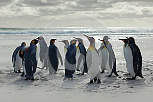 Group of penguins, going from white sand to sea, artic animals in the nature habitat, dark blue sky, Falkland Islands. Wildlife sc
