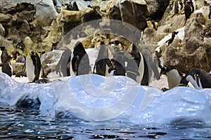 Group of penguins on the ice, rocks behind