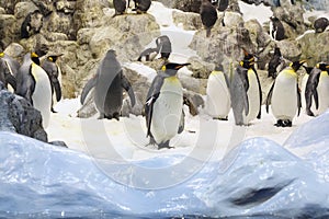 Group of penguins on the ice, rocks behind