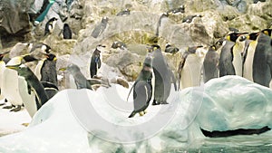 Group of penguins jumping out of the water