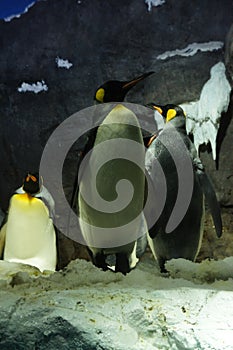 A group penguins make a crowd