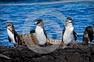 Grupo de pingüinos sobre el la roca en galápagos 