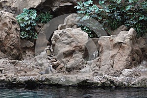 Group of penguins on rocks.