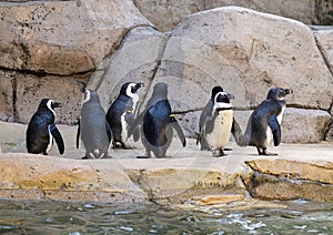 A group of penguins on the rocks by the water at the Dallas City Zoo in Texas.