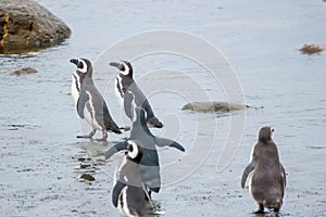Group of penguins on shore in Chile