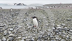 Group of penguins on the stone coast of the Antarctic peninsula at cloudy weather