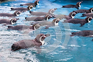 Group of penguins swimming together
