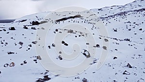 A group of Penguins walking along the rocky shore of a penguin colony