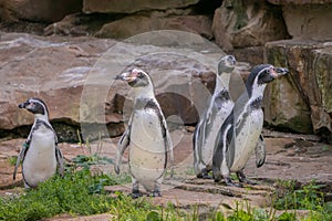 Group of penguins walking among the rocks of the beach