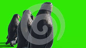 Group of Penguins Walks Green Screen Back 3D Rendering Animation 4K