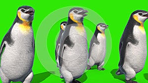 Group of Penguins Walks Green Screen Front 3D Rendering Animation 4K