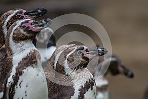 Group of penguins watching alertly photo