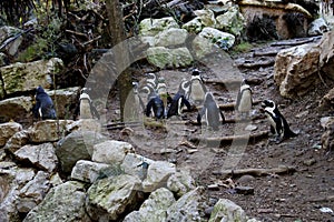 A group of Penguins at the wildlife park