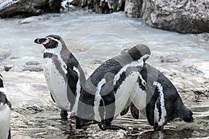 A group of penguins at zoo