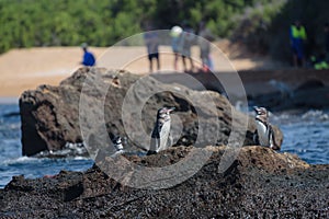 Group of penguis on a rock with tourists in background on Santiago Island, Galapagos Island, Ecuador, South America