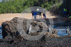 Group of penguis on a rock with tourists in background on Santiago Island, Galapagos Island, Ecuador, South America