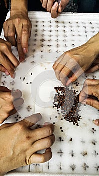 A group of people arrange the seeds on a sponge inside a foam tray to learn how to grow vegetables