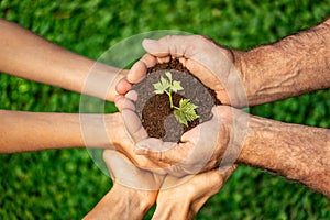 Group of people holding young plant in hands