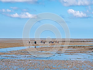 Group of people mudflat hiking on Waddensea at low tide from Friesland to West Frisian island Ameland, Netherlands