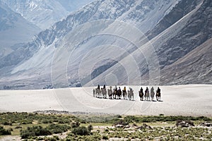 A group of people riding double hump camels on the sand dunes of Nubra valley, India