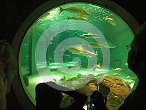 A group of people viewing marine life through an underwater viewing portal