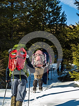 Group of people walking in a winter forest with snowshoes