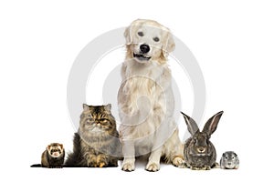 Group of pets