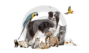 Group of pets, border collie; dog, cat, ferret, , rabbit, bird, fish, rodent