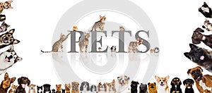 group of pets cats and dogs and rodents photo