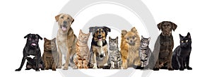 Group of pets, cats and dogs sitting in a raw and looking at the camera, isolated on white