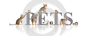 group of pets cats and rodents