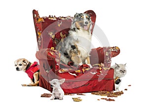 Group of pets on a destroyed armchair, isolated