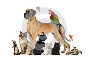 Group of pets - Dog, cat, bird, reptile, rabbit