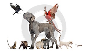 Group of pets - Dog, cat, bird, reptile, rabbit