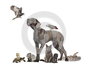 Group of pets - Dog, cat, bird, reptile, rabbit