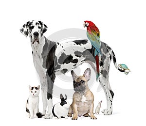 Group of pets - Dog, cat, bird, reptile, rabbit
