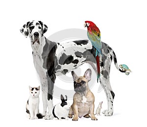 Group of pets - Dog, cat, bird, reptile, rabbit photo