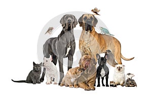 Group of pets - Dog, cat, bird, reptile, rabbit