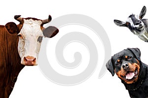 Group of pets - Dog, cow, goat