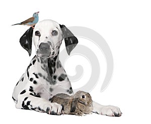 Group of pets : dog puppy, bird, rabbit