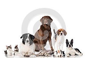 Gruppo da animali domestici 