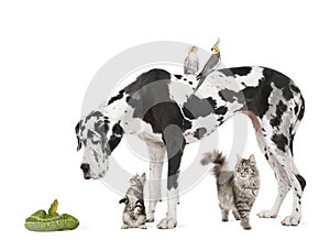 Group of pets in front of white background