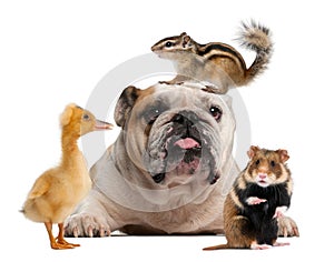 Group of pets in front of white background