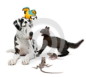 Group of pets in front of white background