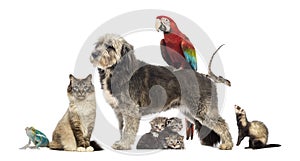 Group of pets,Group of pets - Dog, cat, bird, reptile, rabbit