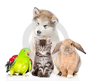 Group of pets. Isolated on white background