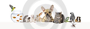 Group of pets leaning together on a empty web banner to place text. Cat, dog, rabbit, ferret, guinea pig, fish, reptile, bird,